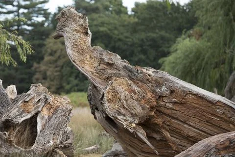 Fallen tree left to rot Fotos Stock