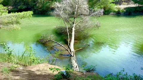 A fallen tree lies across the river. Memorable landscape. Stock Footage 249118016