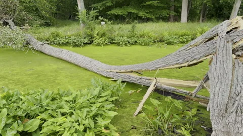Fallen tree lies across river covered in thick green slime Stock Footage 329129258