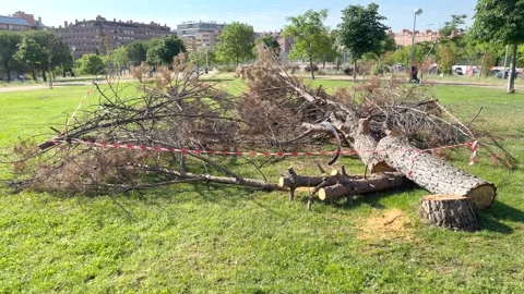 Fallen tree lies down in park, surrounded by caution tape Stock-Footage 336733752