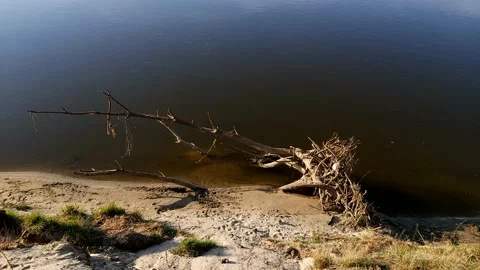 Fallen tree lies in flowing water. Stock Footage 145144485