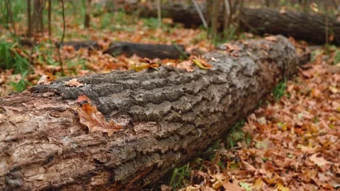 Fallen tree lies in the forest during the autumn period 스톡 동영상 142349349