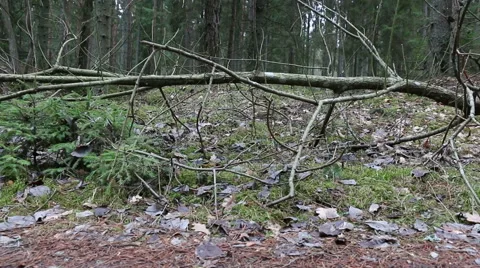 Fallen tree lies in forest spring motion footage made with slider Stock Footage 48899942