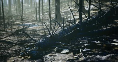 Fallen tree lies in a misty forest after a wildfire recovery process Stock Illustration