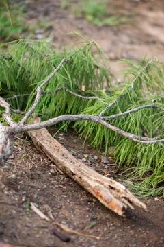 Fallen Tree Limb Stock-Fotos
