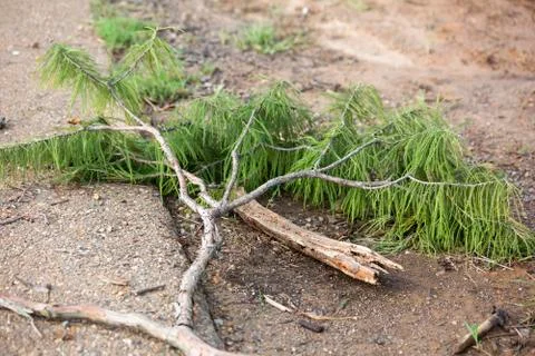 Fallen Tree Limb Stock Photos