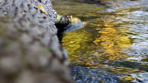 Fallen Tree Log and Water Flowing In a River Video stock 98482440