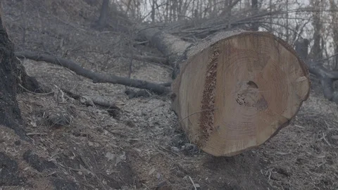 Fallen Tree - Log Stockbeeldmateriaal 85454697