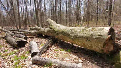 Fallen Tree Log at a Forest 動画素材 130543875