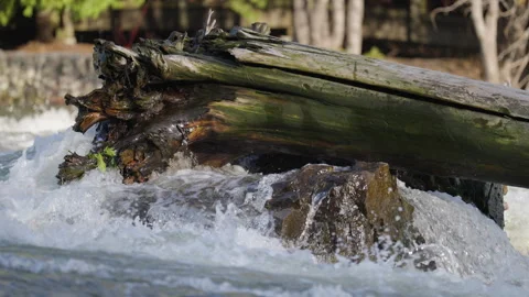 Fallen Tree Log Jammed in Rushing Waterfall Rapids Stock Footage 341092895