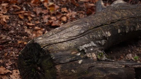 A fallen tree log lies in a forest, surrounded by dry leaves and moss. Stock Footage 254522883