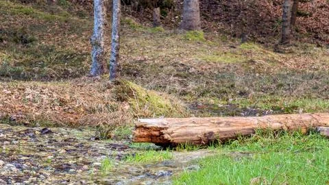 Fallen Tree Log Lying Across Small Forest Stream In Spring Stock Photos