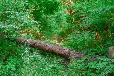Fallen Tree Log Lying Across Green Forest Ground in Woods Stock Photos