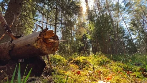 Fallen Tree Log on Mossy Forest Ground with Sunlight Flares 스톡 동영상 333786069