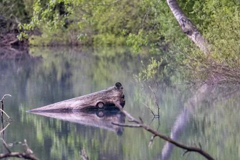 Fallen tree log sticking out of calm reflective lake Stock Photos