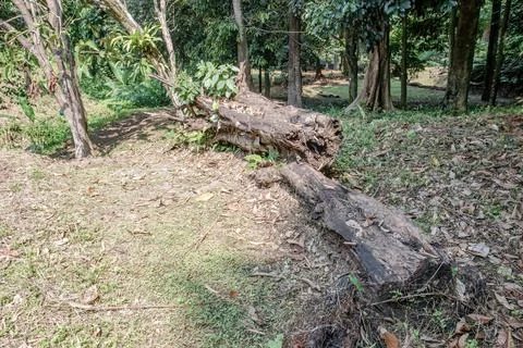 Fallen Tree Log in Tropical Forest Park Stock Photos