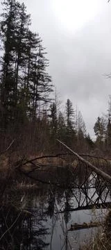 Fallen tree logs  intersecting and overlapping across lake Stock Photos