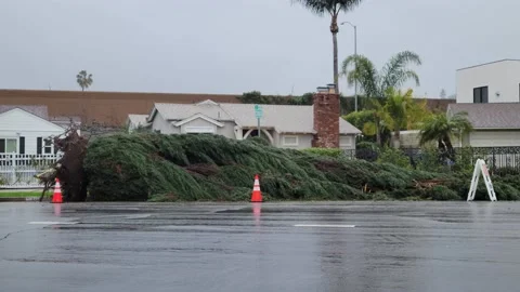 Fallen tree in Los Angeles after Atmospheric River Stock Footage 236333720