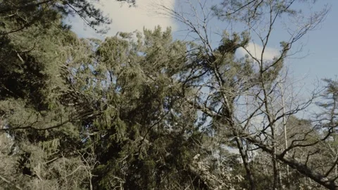 Fallen tree lumber. Dramatic Windy Nordic Forest – Bare Branches, Pine Trees Stock Footage 333484810