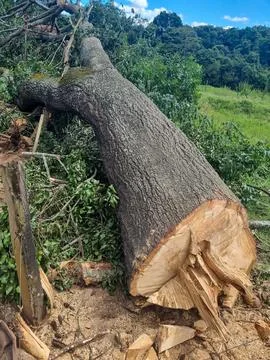 Fallen tree in lush forest Stock Photos