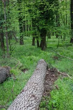 Fallen Tree in a Lush Green Forest Woodland With Mossy Trunk and Dense Spri.. Stock Photos