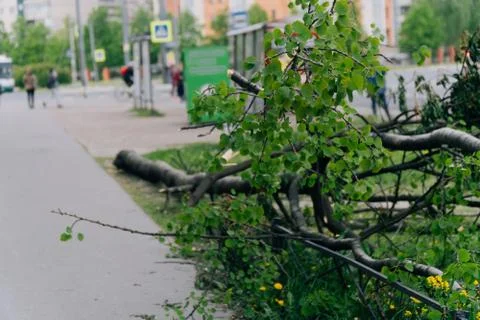 A fallen tree is lying in the middle of the sidewalk in the city Stock Photos