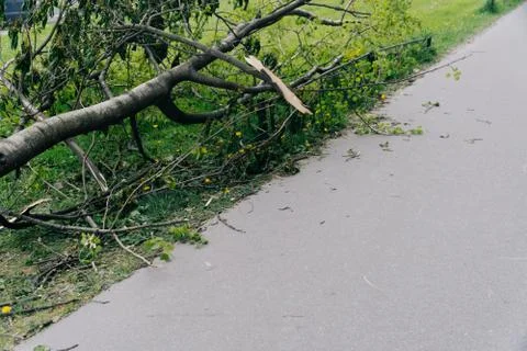 A fallen tree is lying in the middle of the sidewalk in the city Stock Photos