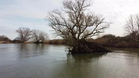 Fallen tree lying in the water with its roots pulled out. 動画素材 303083323