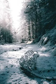 Fallen tree makes perfect subject for a cold winter photo. Stock Photos