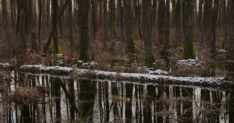A fallen tree in the marshes, 4K Stock Footage 170587265