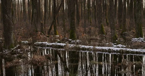 A fallen tree in the marshes, shot in motion 4K Stock Footage 170587376