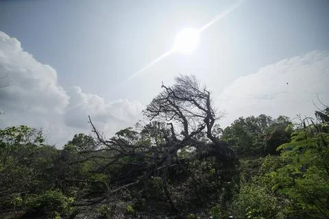 Fallen tree in the middle of the forest during the day in muara cipanarikan.. Stock Photos