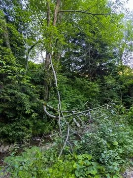 A fallen tree in the middle of a forest Stock Photos