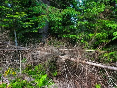 A fallen tree in the middle of a forest Stock Photos