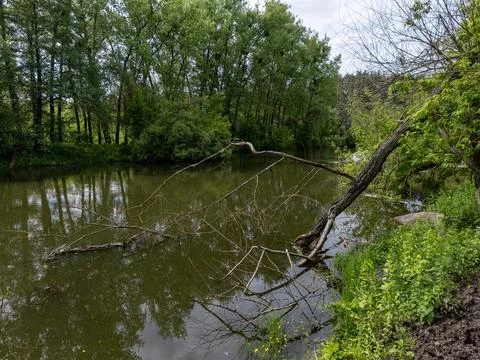 A fallen tree in the middle of a river surrounded by trees Stock Photos