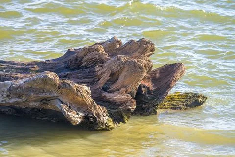 Fallen Tree in the Mississippi River Stock Photos