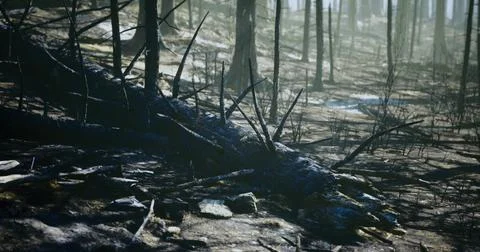 Fallen tree in a misty forest after a wildfire near a mountain Stock Illustration