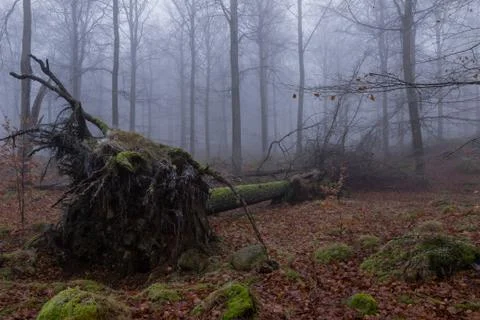 Fallen tree in misty forest Фото