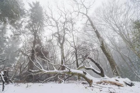 Fallen tree in a misty forest in the winter Stock Photos