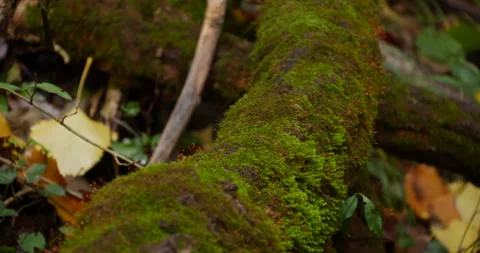 Fallen tree with moss in the forest 스톡 동영상 216730813