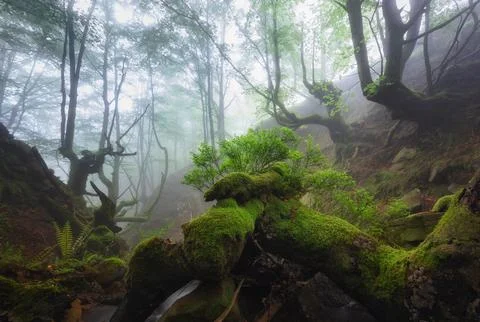 Fallen tree with moss in misty forest Stock Photos