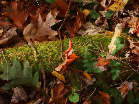 Fallen tree with moss Stock Photos