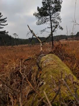 Fallen Tree With Moss Stock Photos