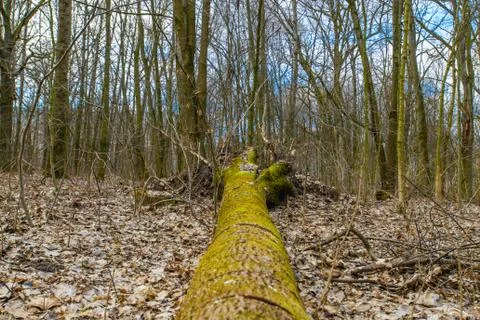 Fallen tree in the moss. The tree fell to the ground and is covered with gree Foto stock