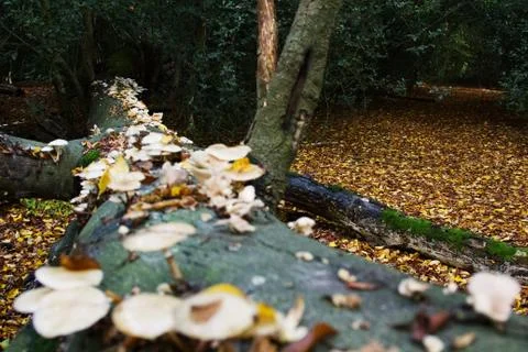 Fallen Tree with Mushrooms Stock Photos