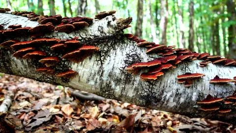 Fallen tree with mushrooms Stock Photos