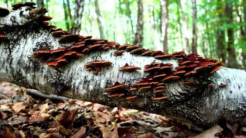 Fallen tree with mushrooms Stock Photos
