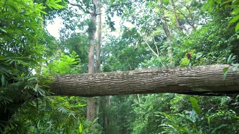 Fallen tree in the nature that crosses the middle of the forest road Stock Footage 220332080