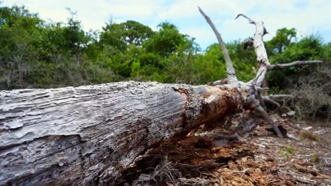 Fallen tree on a nature trail! Stock Footage 155129170