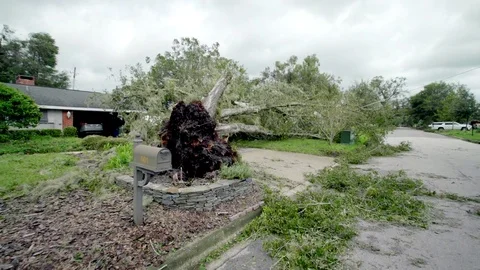 Fallen tree in neighborhood yard after Hurrican Irma struck Orlando, FL. Stock Footage 80361185